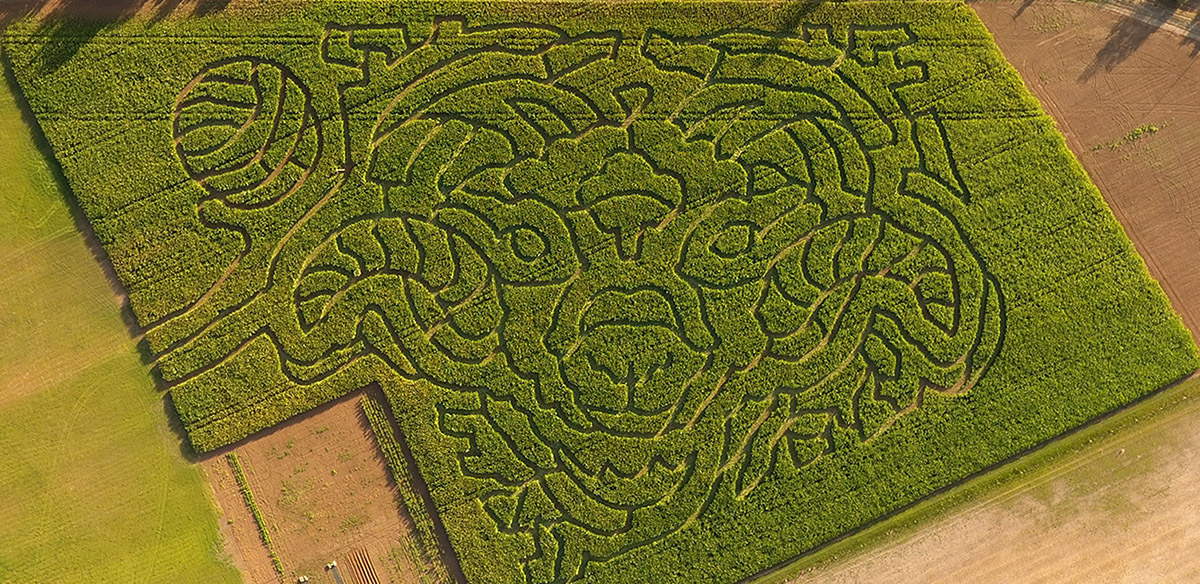 Rupertswood Farm crop maze