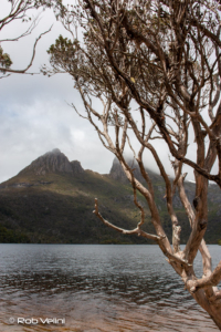 Cradle Mountain through a tree