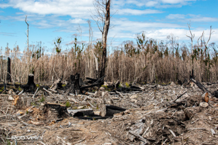 Bushfire legacy