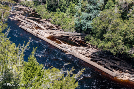 Logging on the Huon River