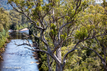 Tree over the Huon River at Tahune